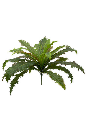 Margarintum Fern Bush 61cm