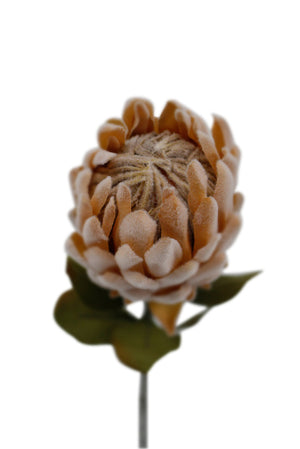 Dried Protea Small Light Peach 61cm