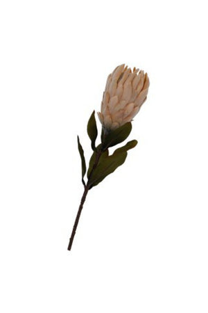 Dried Protea Small Light Peach 61cm