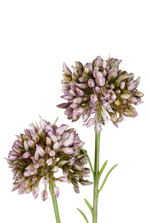 Mini Allium Lavender 46cm