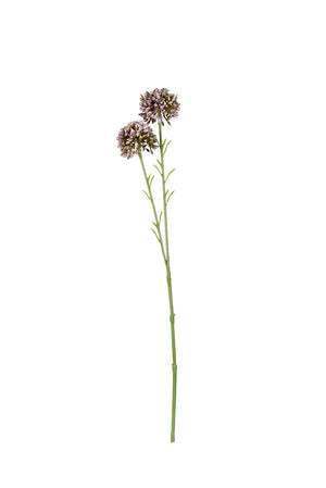 Mini Allium Lavender 46cm