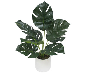 Mini Monstera 40cm
