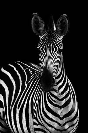 The Crossing Zebra Glass Art